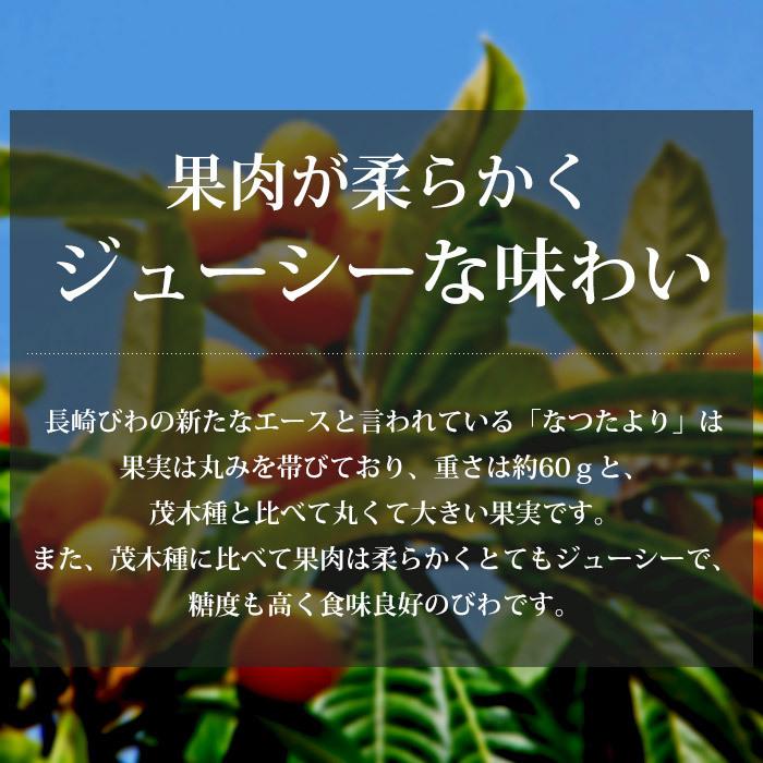 びわ 長崎県産 なつたより 長崎びわ 約1kg 12〜15粒 化粧箱 露地栽培
