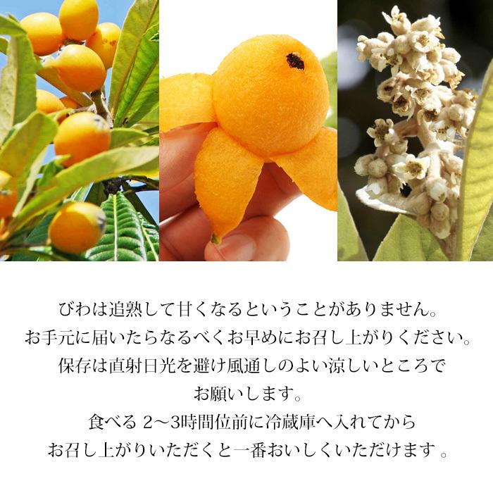 びわ 長崎県産 なつたより 長崎びわ 約1kg 12〜15粒 化粧箱 露地栽培