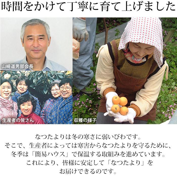 びわ 長崎県産 なつたより 長崎びわ 約1kg 12〜15粒 化粧箱 露地栽培