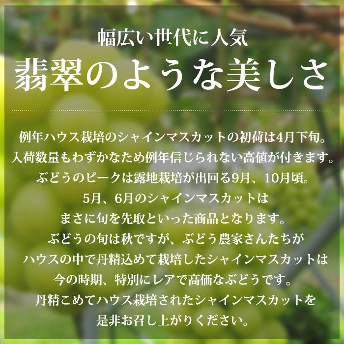 ぶどう シャインマスカット 長野県産 山梨県産 秀品 2パック_1
