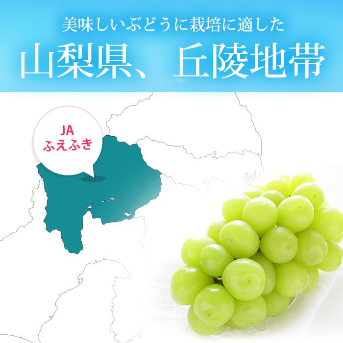 ぶどう シャインマスカット 山梨県産 秀品 約3kg 5〜7房 爆買 : 産直