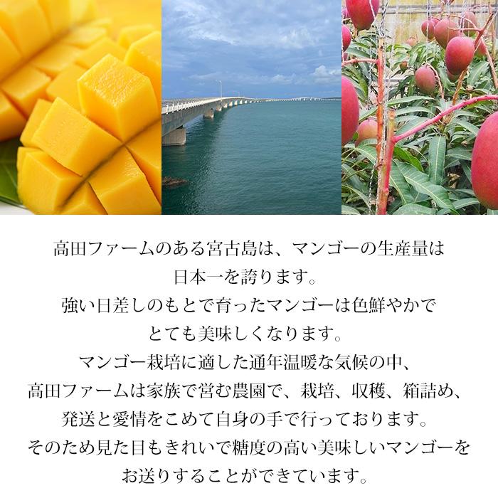 マンゴー 宮古島マンゴー 沖縄県産 秀品 2玉 爆買 : 産直プレミアム