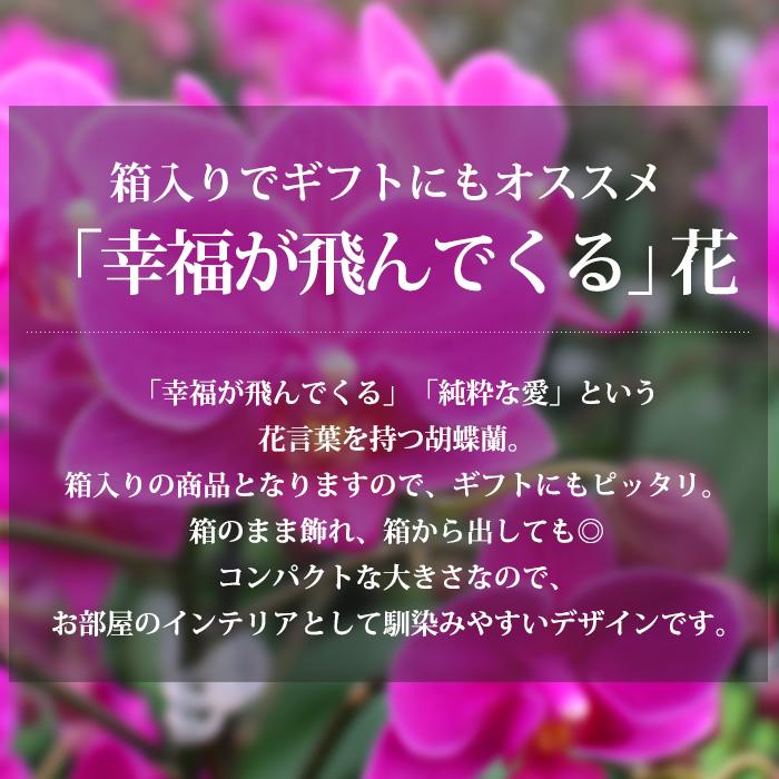 胡蝶蘭 マイクロ胡蝶蘭 1本立 2.5号 2WAYBOX ギフトBOX入 : 産直 胡蝶蘭 マイクロ胡蝶蘭 1本立 2.5号 2WAYBOX ギフトBOX入 : 産直