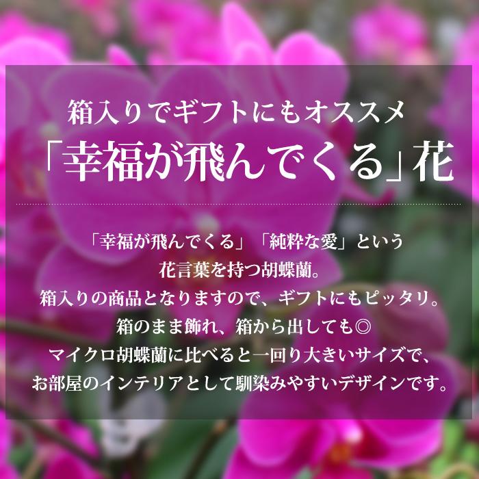 胡蝶蘭 テーブル胡蝶蘭 1本立 3号 2WAYBOX ギフトBOX入 爆買 : 産直