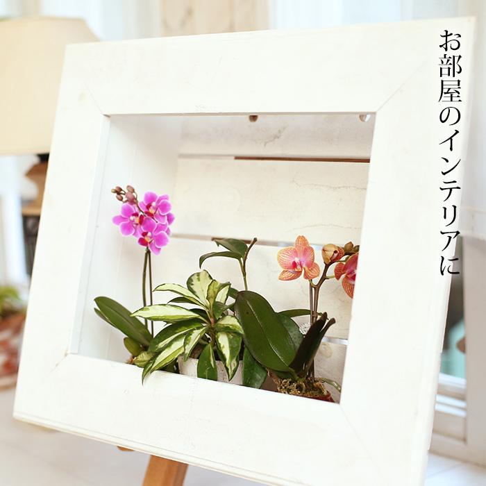 胡蝶蘭 テーブル胡蝶蘭 1本立 3号 2WAYBOX ギフトBOX入 爆買 : 産直