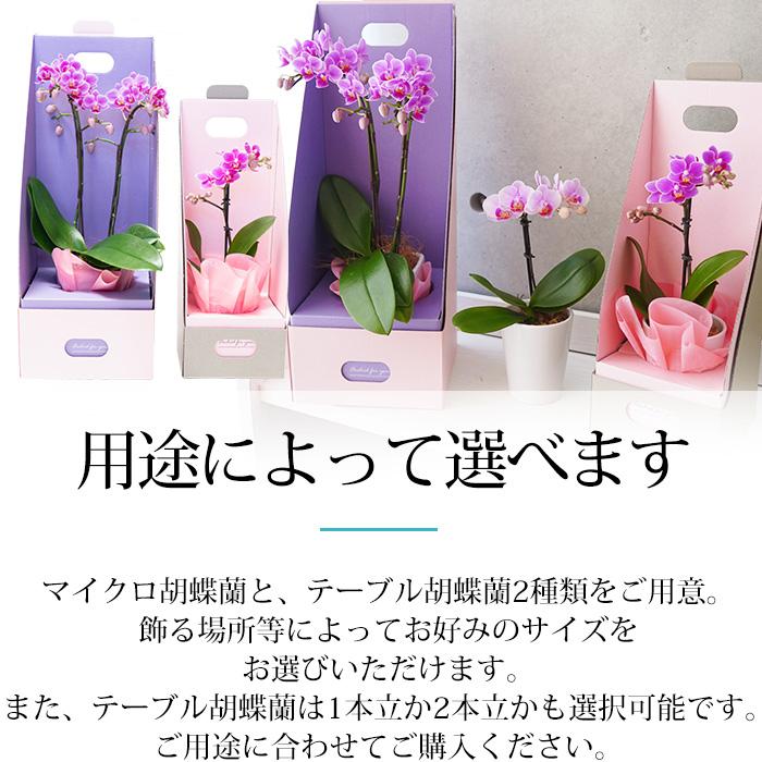 ギフトにも♡テーブルサイズ♡胡蝶蘭3本立 胡蝶蘭 テーブル胡蝶蘭 1本立 3号 2WAYBOX ギフトBOX入 爆買 : 産直
