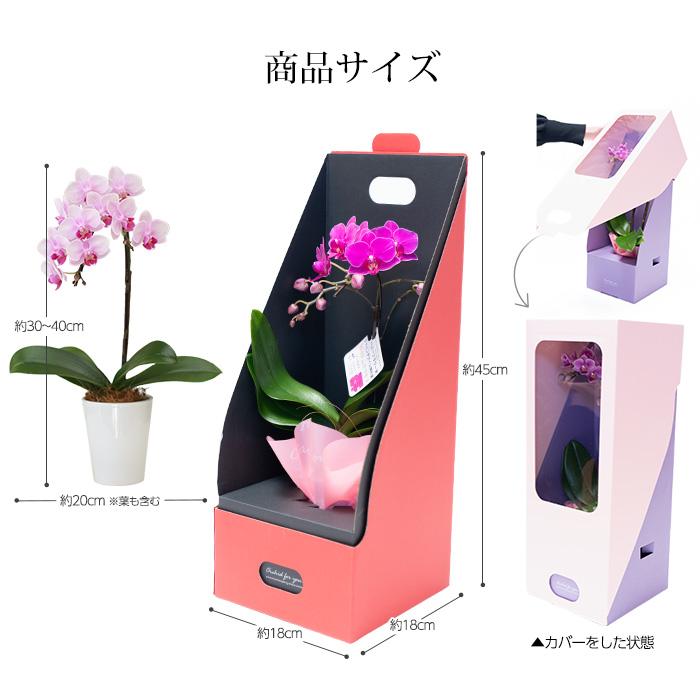 胡蝶蘭 テーブル胡蝶蘭 1本立 3号 2WAYBOX ギフトBOX入 : 産直