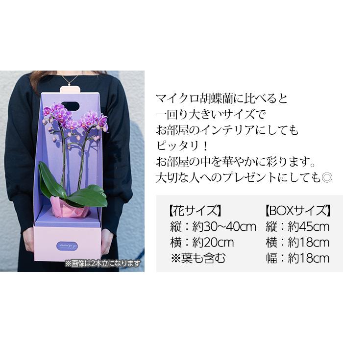 胡蝶蘭 テーブル胡蝶蘭 1本立 3号 2WAYBOX ギフトBOX入 爆買 : 産直