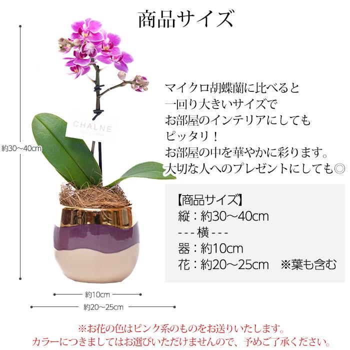 胡蝶蘭 テーブル胡蝶蘭 1本立 3号 シャルネ鉢 爆買 : 産直プレミアム