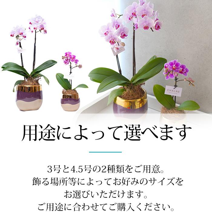 胡蝶蘭 ミディ胡蝶蘭 2本立 4.5号 シャルネ鉢 爆買 : 産直プレミアム