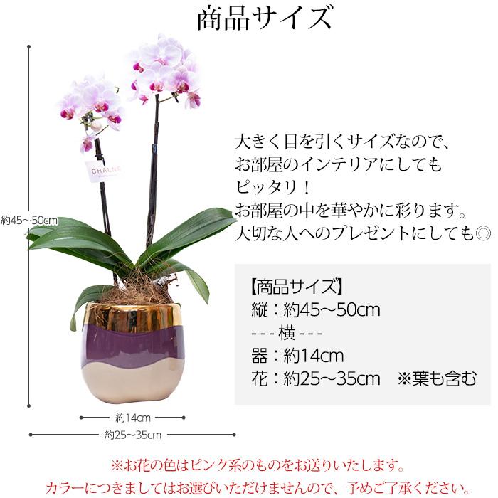 胡蝶蘭 ミディ胡蝶蘭 2本立 4.5号 シャルネ鉢 爆買 : 産直プレミアム