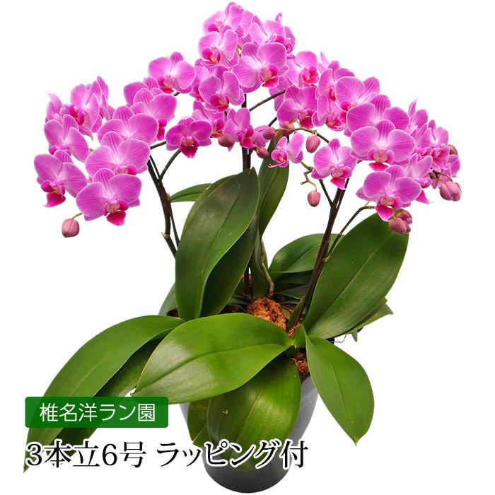 ミディー胡蝶蘭 タニータニー様専用3株 メルカリ便 胡蝶蘭 花終わり 3