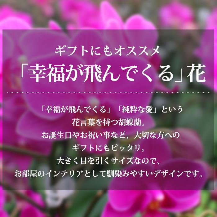 胡蝶蘭 ミディ胡蝶蘭 3本立 5.5号 3色MIX寄せ 爆買 : 産直プレミアム