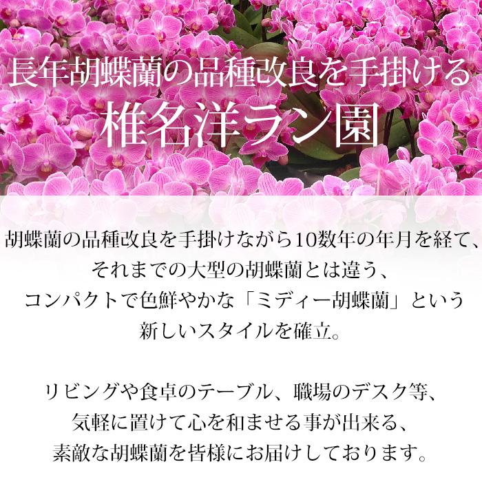 胡蝶蘭 ミディ胡蝶蘭 3本立 5.5号 3色MIX寄せ 爆買 : 産直プレミアム