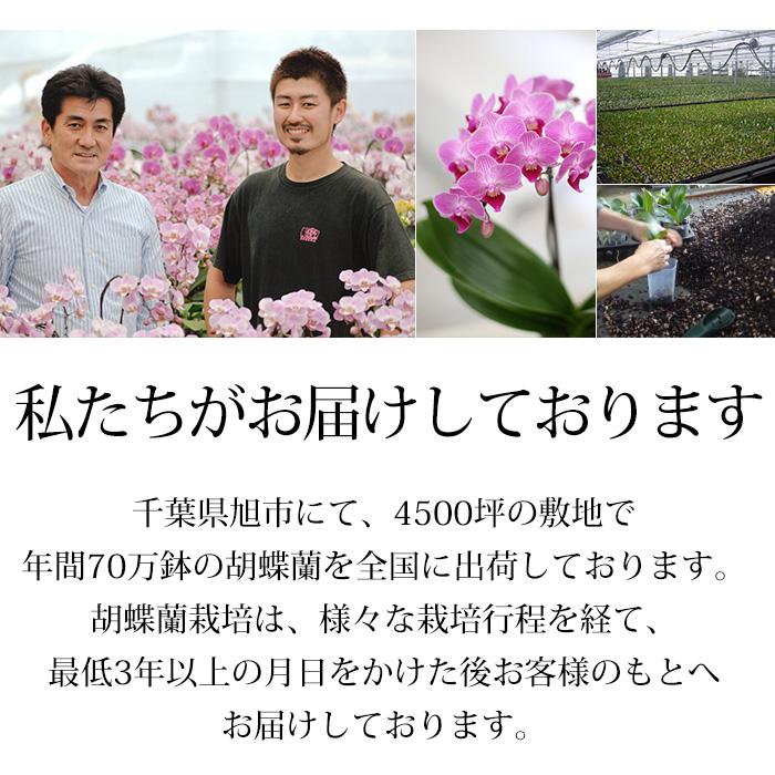 胡蝶蘭 マイクロ胡蝶蘭 3本立 4号 3色MIX寄せ 爆買 : 産直プレミアム