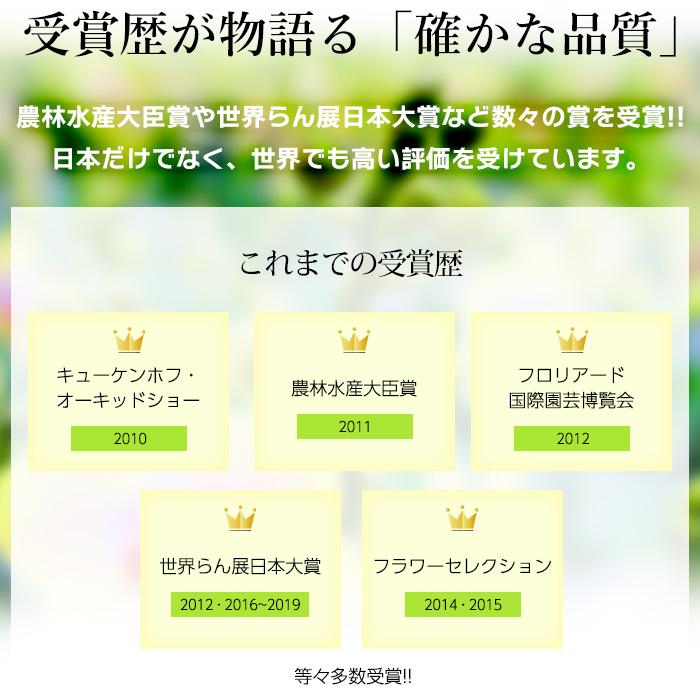 胡蝶蘭 マイクロ胡蝶蘭 3本立 4号 3色MIX寄せ 爆買 : 産直プレミアム