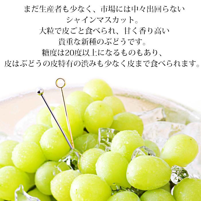 ぶどう 長野県産 シャインマスカット 約1.2kg 2房 プレミアムフルーツセレクション