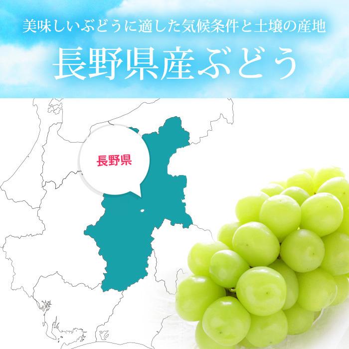 ぶどう 長野県産 シャインマスカット 約1.2kg 2房 プレミアムフルーツセレクション