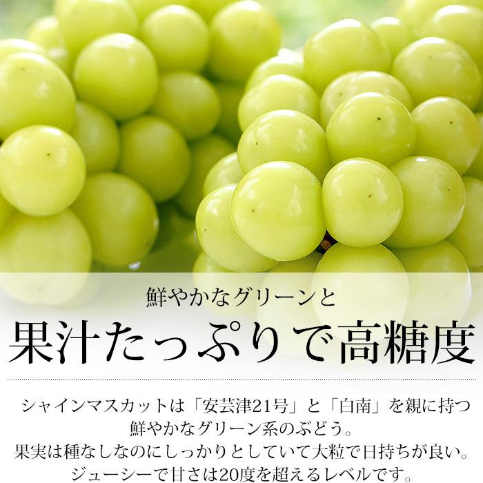 ぶどう 長野県産 シャインマスカット 約1.2kg 2房 プレミアムフルーツセレクション