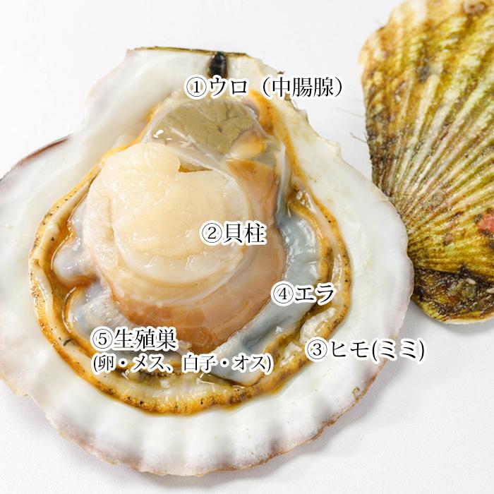貝類 北海道産 天然活ホタテ 約3kg 約12〜18枚 爆買