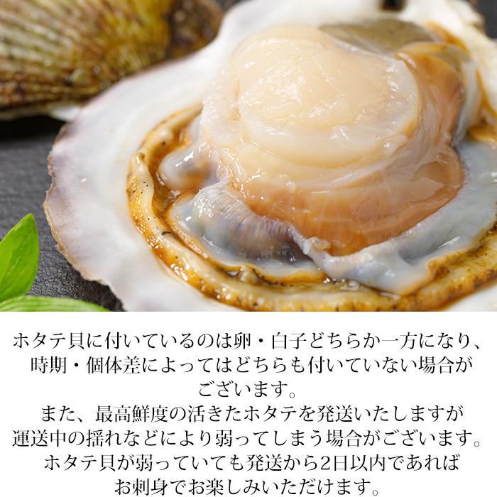 貝類 北海道産 天然活ホタテ 約3kg 約12〜18枚 爆買