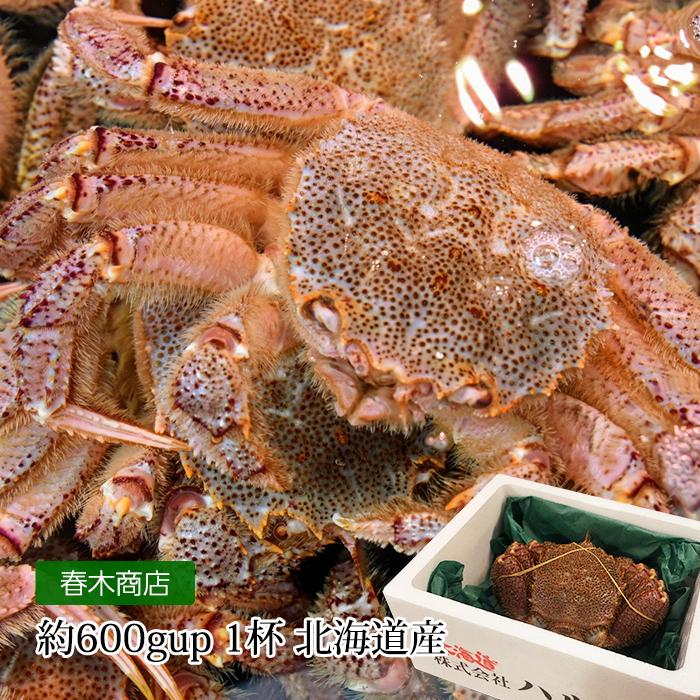 お1人様1点限り かに 活毛ガニ 約600gup 1杯 北海道産 人気特価激安 Www Aqtsolutions Com