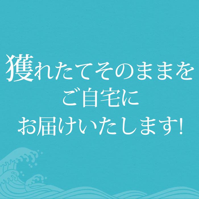 北海道産 天然活ホッキ貝 約5kg 15〜20個 【長万部】