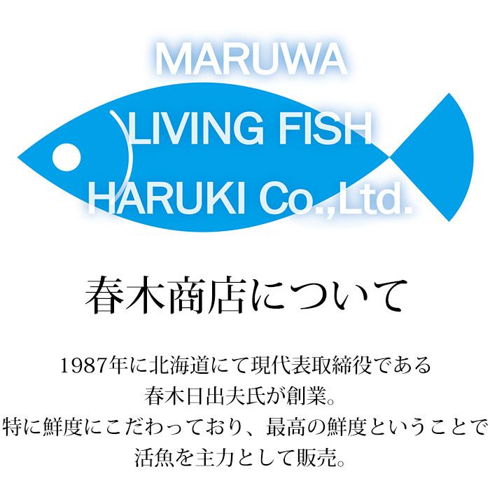 北海道産 天然活ホッキ貝 約5kg 15〜20個 【長万部】