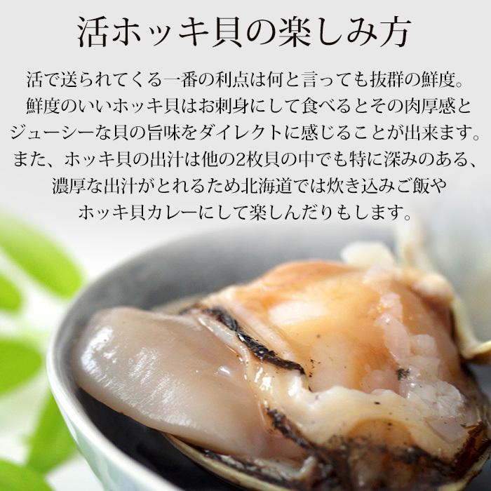北海道産 天然活ホッキ貝 約5kg 15〜20個 【長万部】