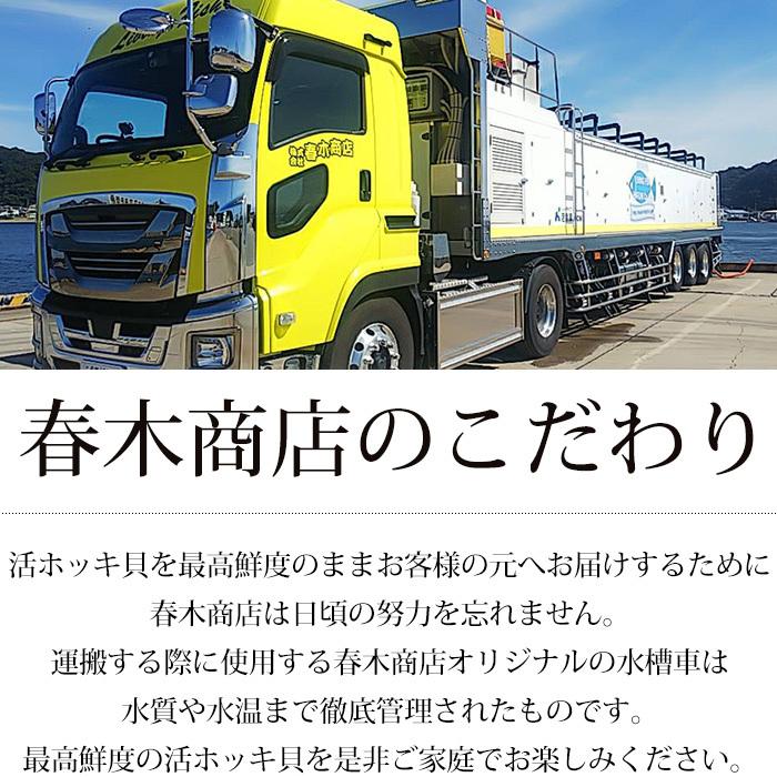 北海道産 天然活ホッキ貝 約5kg 15〜20個 【長万部】