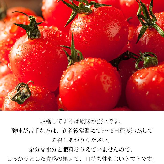 トマト 青森県産 ミニトマト メジャーノトマト 約700g ギフトボックス