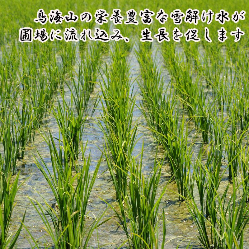 ひとめぼれ 新米予約 玄米 30kg 令和8年9月下旬以降発送 山形 庄内