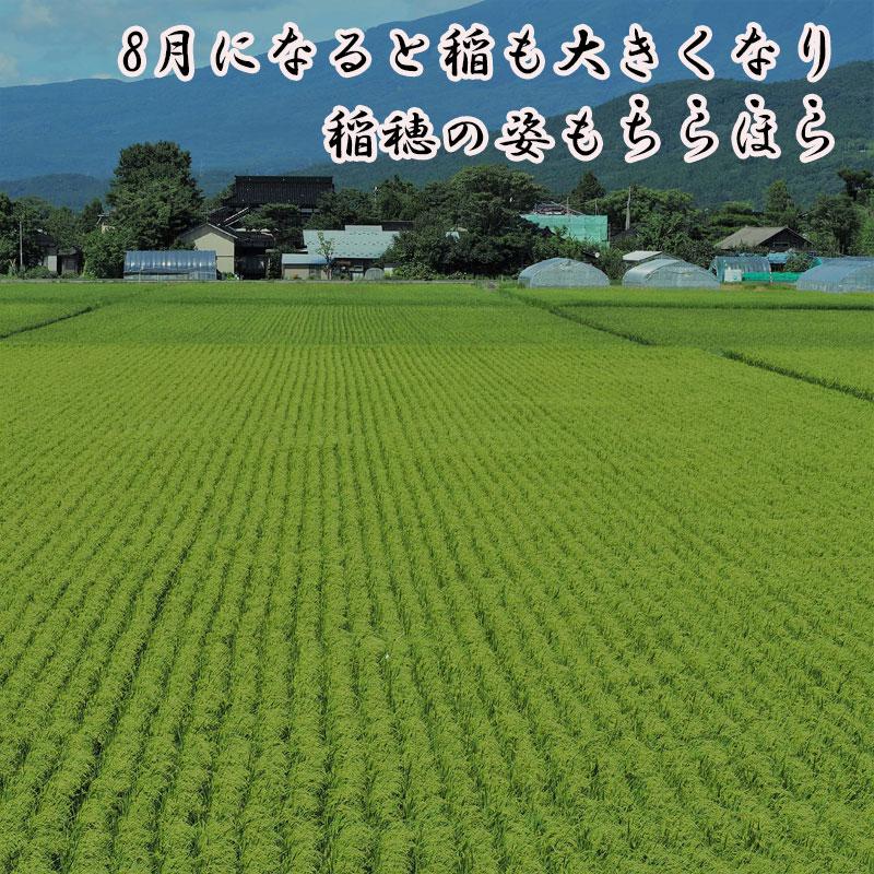 ひとめぼれ 早期新米予約 令和8年9月下旬以降順次発送 玄米 30kg 山形