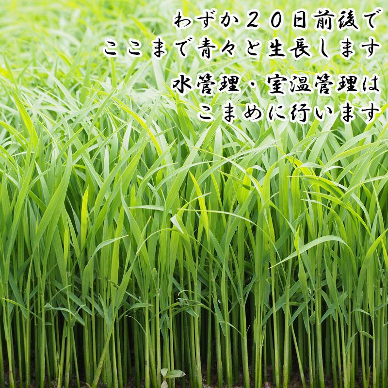 ひとめぼれ 早期新米予約 令和8年9月下旬以降順次発送 玄米 30kg 山形