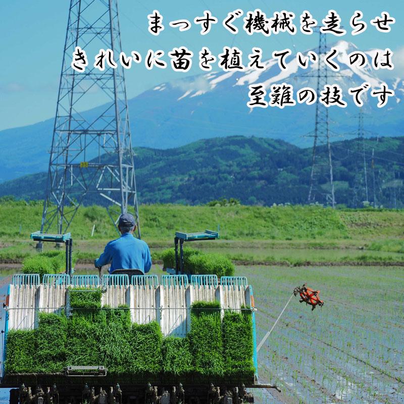ひとめぼれ 早期新米予約 令和8年9月下旬以降順次発送 玄米 30kg 山形
