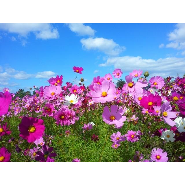 コスモス種子(景観用センセーション混合)1L・約500g 花の種 : タネの