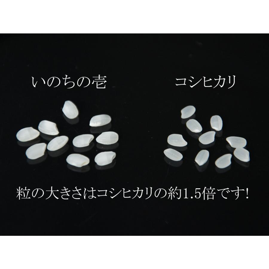 令和7年産 新潟県長岡産 いのちの壱 5kg (5kg×1袋) 送料無料(一部地域