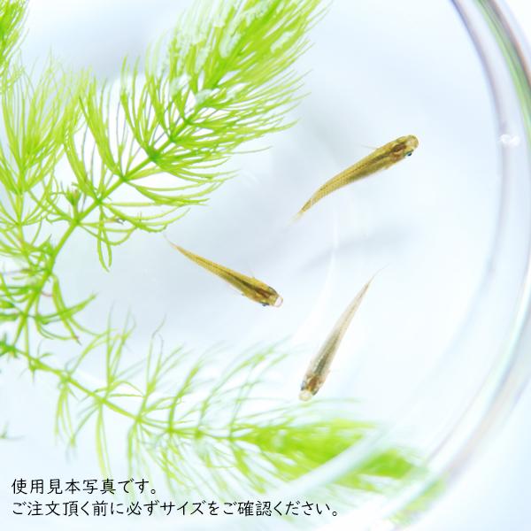 金魚鉢 プラスチック おしゃれ 割れない 39×H30 PV球形 アクアリウム 