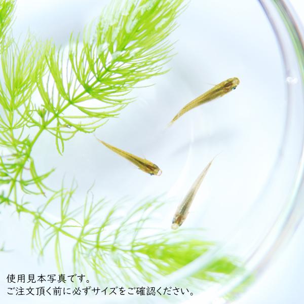 フラワーベース 金魚鉢 花瓶 おしゃれ 割れない 20×H15 PV球形 テラリウム アクアリウム 丸い まるい 球型｜yojo-shizai-ya｜05