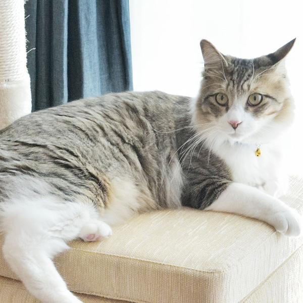 W35×D35×H41 ペットスツール 四角 PET-62 ペットハウス 小屋 犬 いぬ イヌ 猫 ねこ ペットベッド クッション付き ペットマット