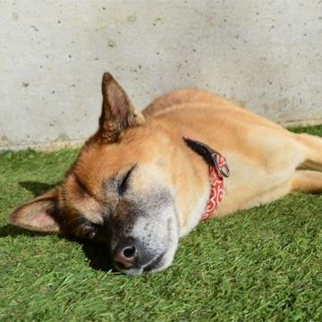 リアル人工芝 【芝丈30mm】【幅1m】【長さ5m】天然芝のような 庭 ガーデン 草 人芝 水はけ 人工芝マット テラス ベランダ |  | 06