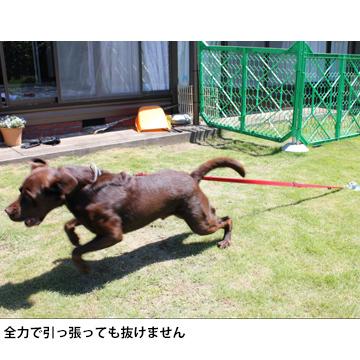 太悦 フレペグ 大型犬用 D F40 250 R 1本 大型犬を安全に繋いでおける 360度自由に動ける大型犬係留ペグ Md3194 マモルデ 通販 Yahoo ショッピング