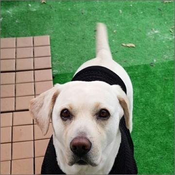 人工芝 HCターフ HC-200 ロールタイプ 正巻 逆巻 幅91cm×長さ30m 芝丈6mm |  | 03