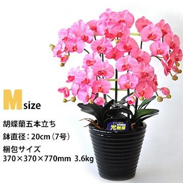 アートフラワー 胡蝶蘭 Mサイズ 梱包370×370×770mm 重量3.6kg 鉢直径20cm（7号） 5本立て ホルムアルデヒドなどを分解除去 |  | 01