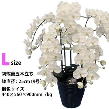 アートフラワー 胡蝶蘭 Lサイズ 梱包440×560×900mm 重量7kg 鉢直径25cm（9号） 5本立て  ホルムアルデヒドなどを分解除去 |  | 01