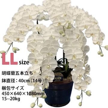 アートフラワー 胡蝶蘭 LLサイズ 梱包450×640×1080mm 重量15〜20kg 鉢直径40cm（14号） 5本立て  ホルムアルデヒドなどを分解除去 |  | 01