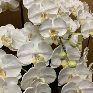 アートフラワー 胡蝶蘭 LLサイズ 梱包450×640×1080mm 重量15〜20kg 鉢直径40cm（14号） 5本立て  ホルムアルデヒドなどを分解除去 |  | 04