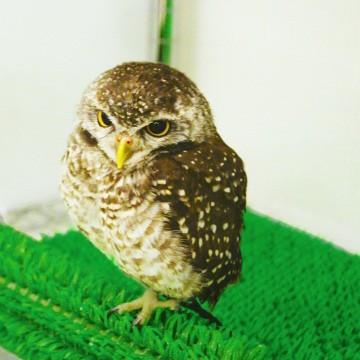 人工芝 FT-170 成形芝 ウインドターフ 92cm×10m 日本製 透水仕様 人芝 ワタナベ工業 |  | 04