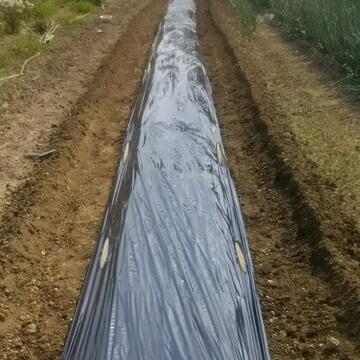 マルチロック 800本 幅110mm×長さ130mm 建築現場のシート 農業資材のマルチ トンネル被覆材の固定具 |  | 02