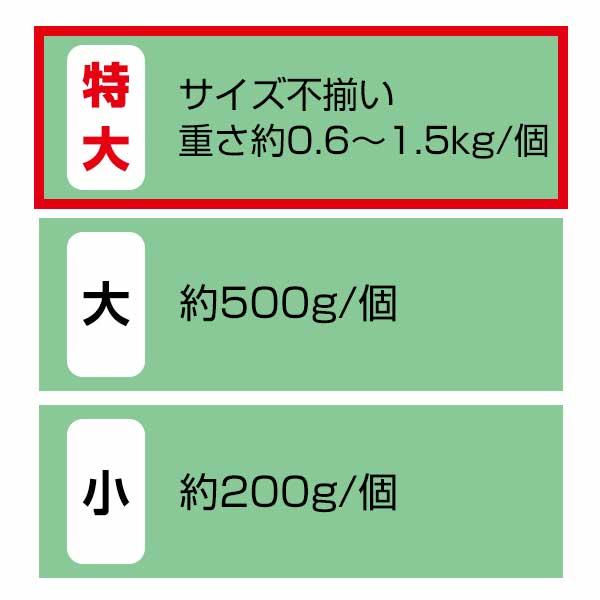 園芸用コルクバージンコルクディスプレイ 特大/（06kg〜1.5kg 7〜12本